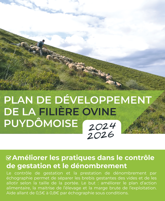 flyer du plan filiere ovine départemental porté par la FDO 63
